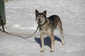 Chien de traîneau au centre Alaskan du Nord