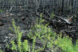 Parc Obalski, Chibougamau