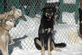 Chien de traîneau au centre Alaskan du Nord