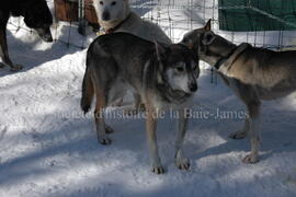 Chiens de traîneau au centre Alaskan du Nord