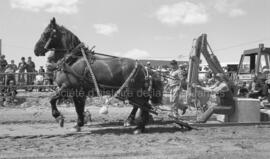 Festival Western de 1979 à Lebel-sur-Quévillon