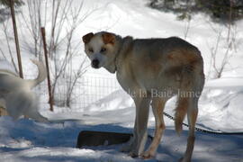 Chien de traîneau au centre Alaskan du Nord