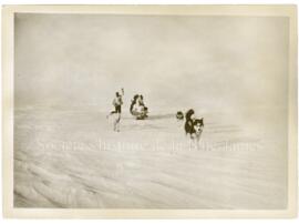 Attelage de chiens de traîneaux