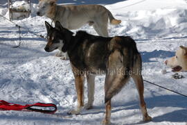 Chien au centre Alaskan du Nord