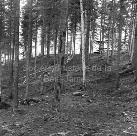 Aménagement du sentier écologique