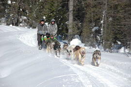 Sortie en traîneau à chien au centre Alaskan du Nord