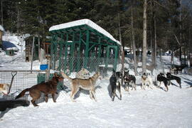 Chiens de traîneau au centre Alaskan du Nord