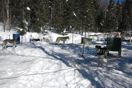 Chiens de traîneau au centre Alaskan du Nord