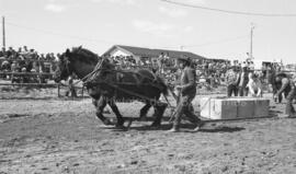 Festival Western de 1979 à Lebel-sur-Quévillon