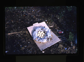Nid de canard trouvé dans camp Lac La Botte 7-1966