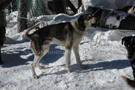 Chien de traîneau au centre Alaskan du Nord