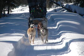Sortie en traîneau à chien au centre Alaskan du Nord