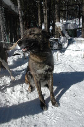 Chien du centre Alaskan du Nord