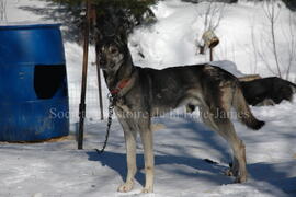 Chien de traîneau au centre Alaskan du Nord