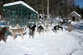 Chiens de traîneau au centre Alaskan du Nord