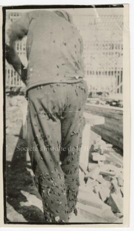 Homme sciant du bois, recouvert de taons.