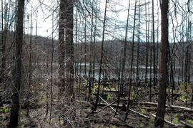 Parc Obalski, Chibougamau