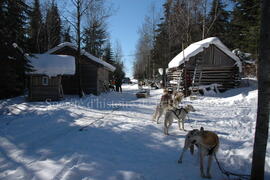 Chiens au centre Alaskan du Nord