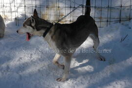 Chien de traîneau au centre Alaskan du Nord