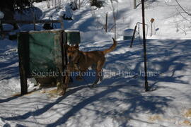 Chien de traîneau au centre Alaskan du Nord