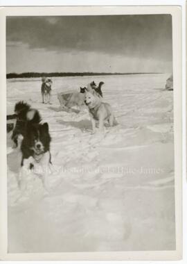 Attelage de chiens de traîneaux