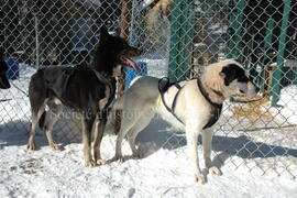 Chiens du centre Alaskan du Nord