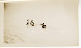 Attelage de chiens de traîneaux