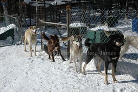 Chiens de traîneau au centre Alaskan du Nord