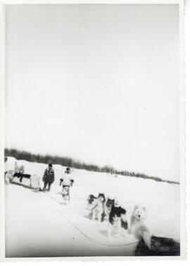Attelage de chiens de traîneaux