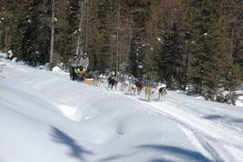Sortie en traîneau à chien au centre Alaskan du Nord