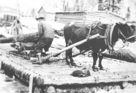 Travaux avec des bœufs à Cedar Bay.
