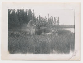 Chasse à l'orignal, Lac Lessard