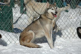 Chien de traîneau au centre Alaskan du Nord