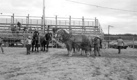 Chevaux lors du Festival Western de Lebel-sur-Quévillon
