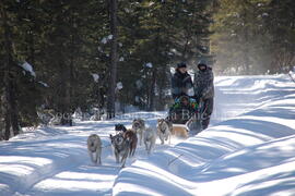 Sortie en traîneau à chien au centre Alaskan du Nord