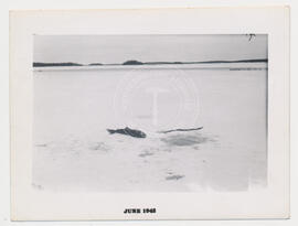 Scène de pêche, expédition secteur des lacs Nichicun et Naokokan, 1941 ou 1942.