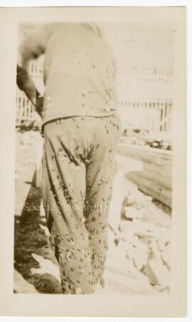 Homme sciant du bois, recouvert de taons.