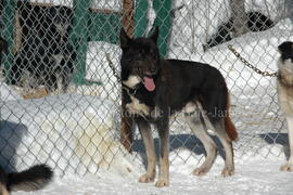 Chien de traîneau au centre Alaskan du Nord