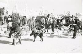 Course de chiens de traîneaux lors du Carnaval