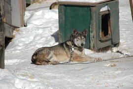 Chien de traîneau au centre Alaskan du Nord