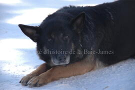 Chien de traîneau au centre Alaskan du Nord