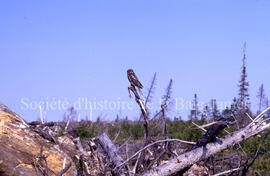 Dollier hawk,Chibougamau.