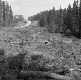 Bois sur le bord de la route en prévision de travaux sur le sentier écologique