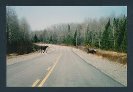 Voyage vers Chibougamau. Orignaux sur la route, 2003
